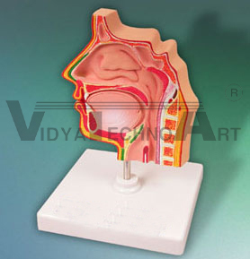 Sinus Model